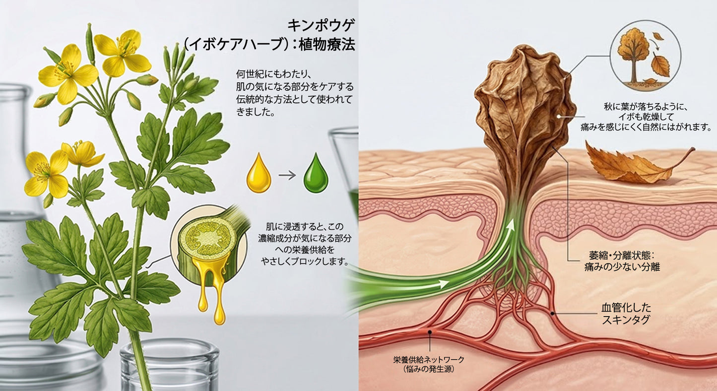 公式ショップ ✅｜GFOUK® 7日間集中ケア 肌のイボ・角質粒・シミのような色ムラケアに特化した美容パッチ👩‍⚕️ （痛みなし・傷跡なし・正確に塗布できるロールオンアプリケーター）🔥